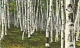 White Birch Forest, Wisconsin by Norman Parkinson